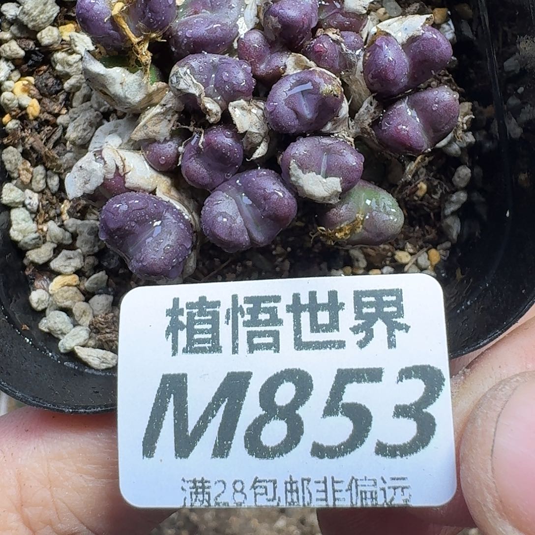 多肉植物的人生fhj