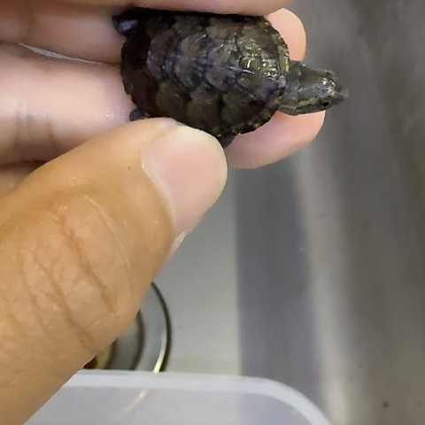 绿毛龟母 哈哈哈哈