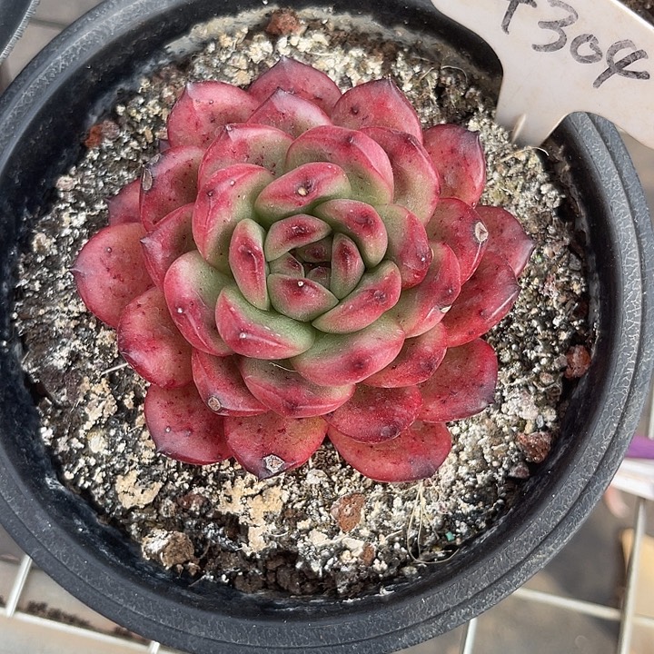 两单包邮，一物一拍304万宝龙