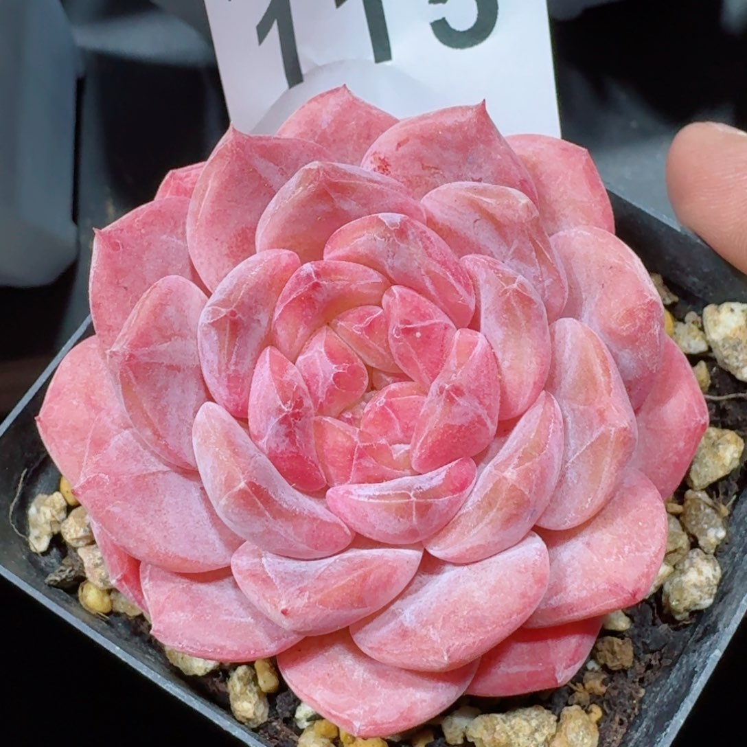 冰魄       多肉植物