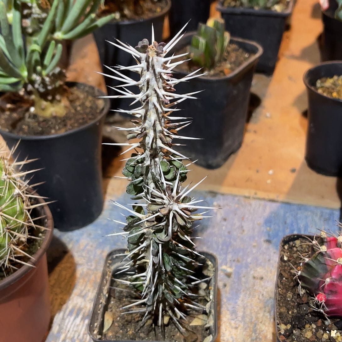 满38包邮2天凑单，脱土晾根发货多肉植物地狱魔针