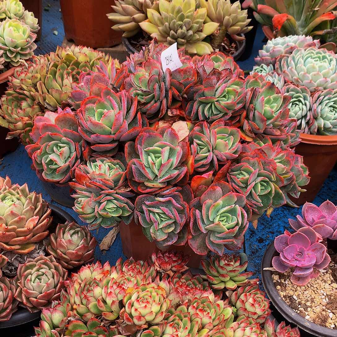 小***西绮罗25040多肉多肉