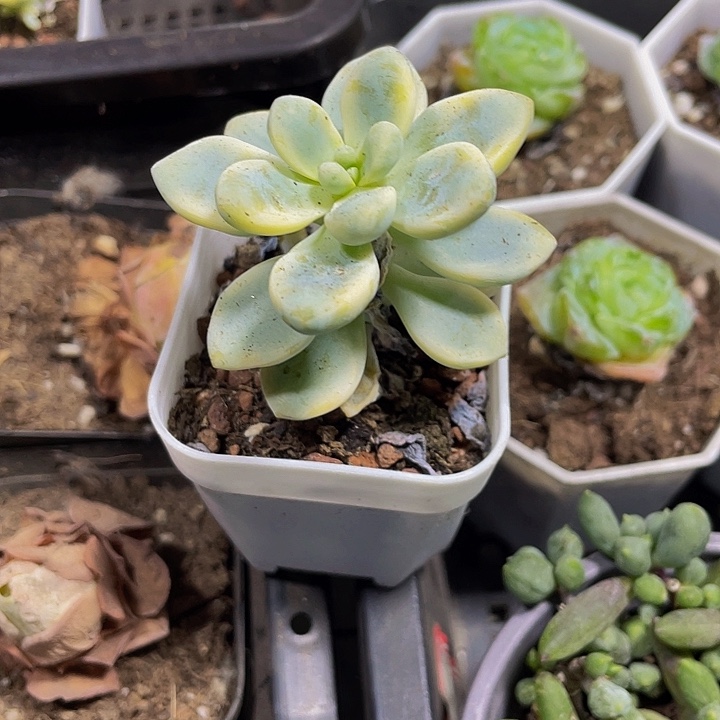 劳尔锦带盆土发货