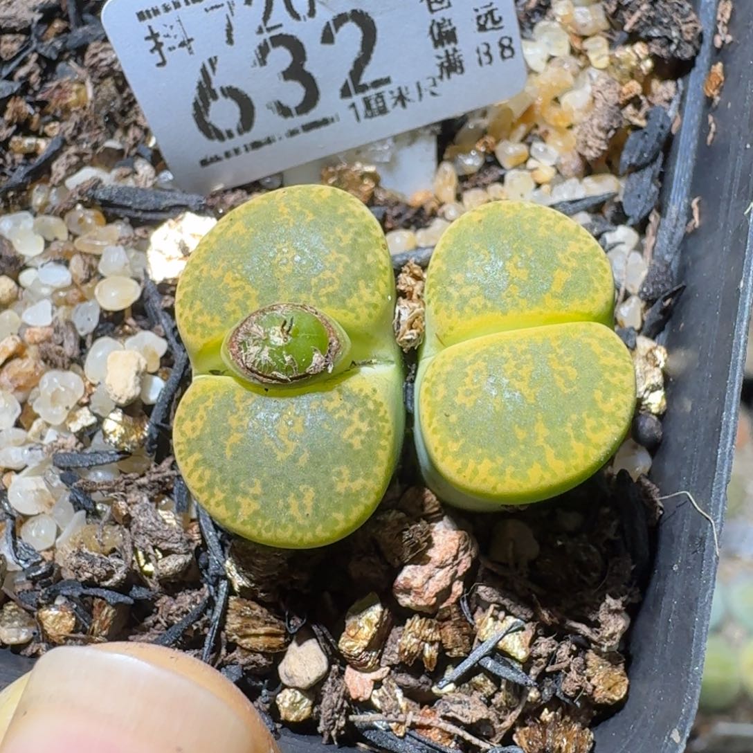 Sss清仓便宜出632