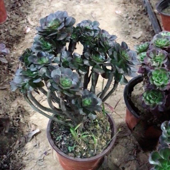 美***美灰圆叶小朵朵多肉植物31