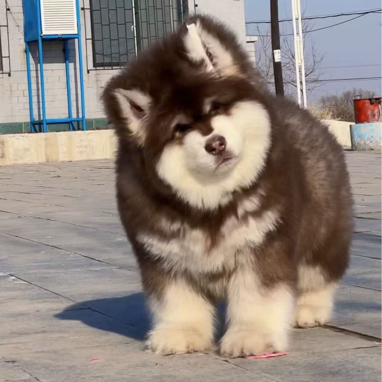 新（悠悠家）T狗狗活体