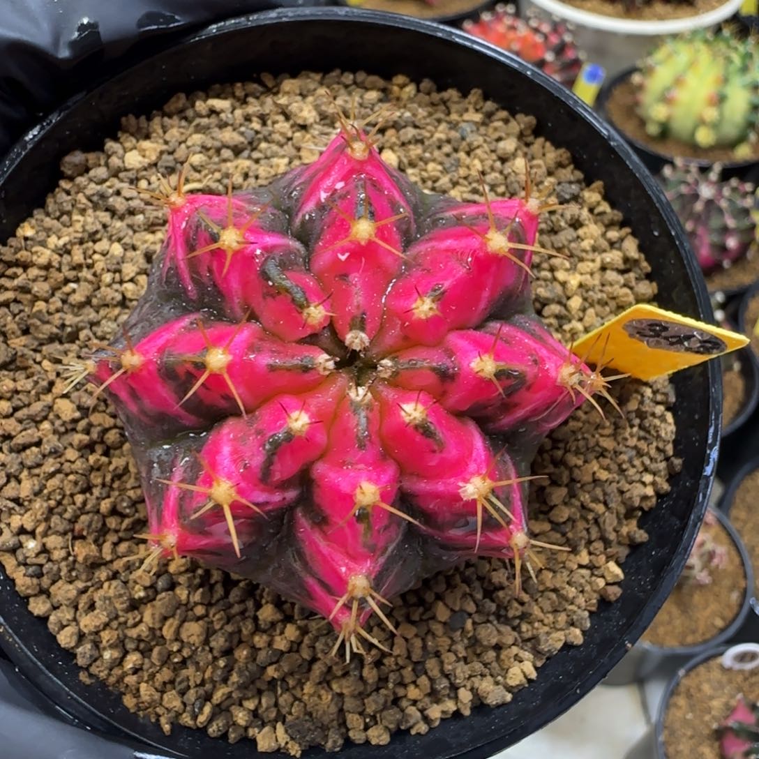 343号泰系米哈锦侧芽