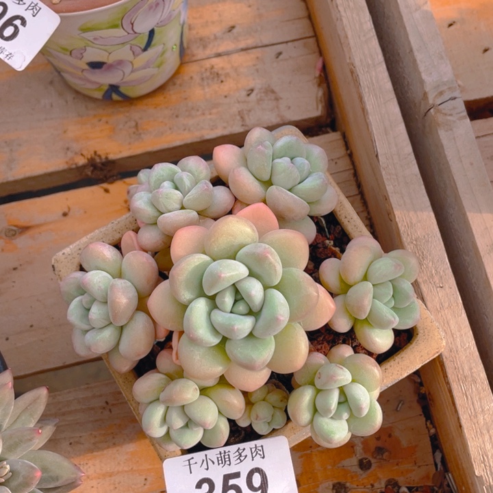 谢谢你的支持0000000359