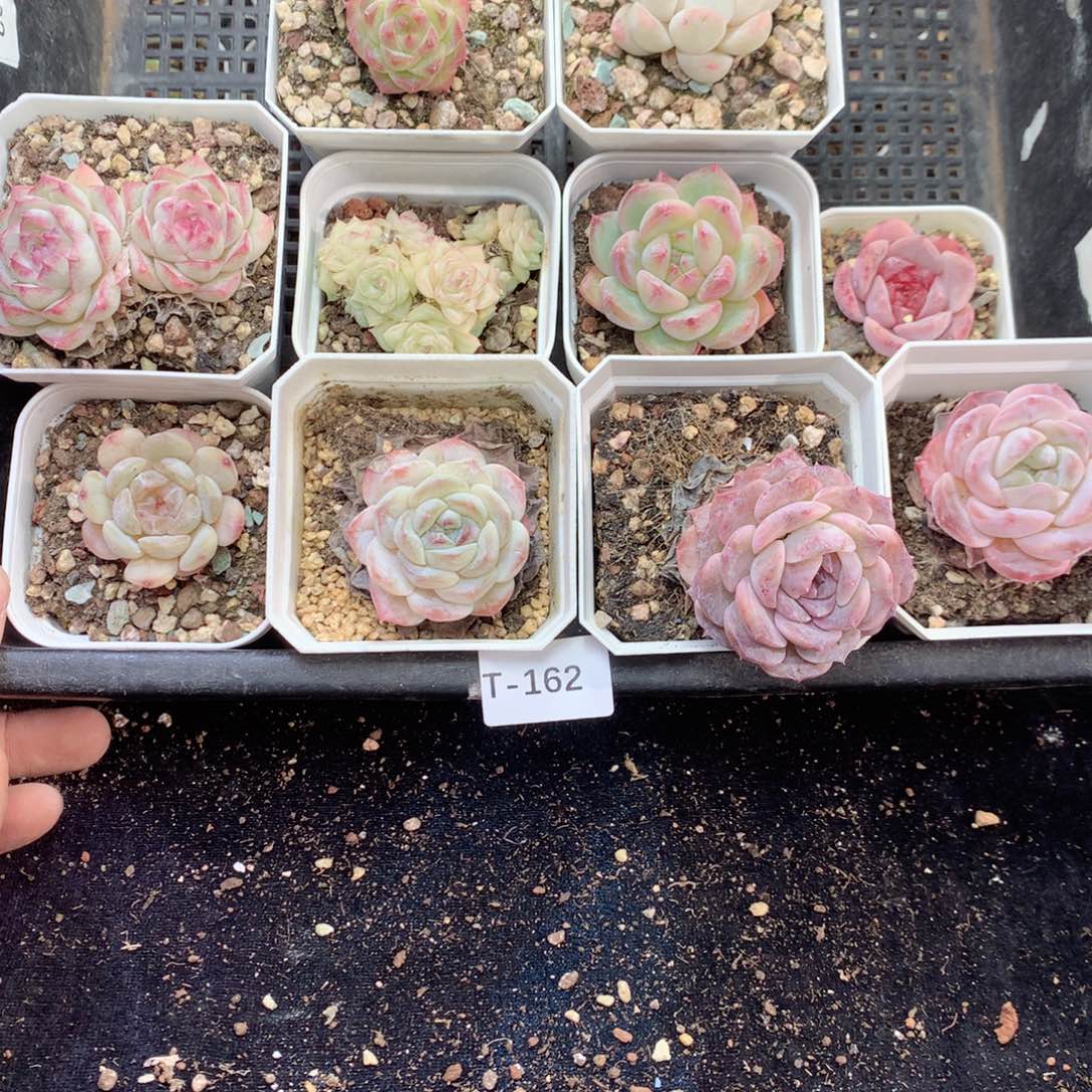 无花朵T162月英语英语