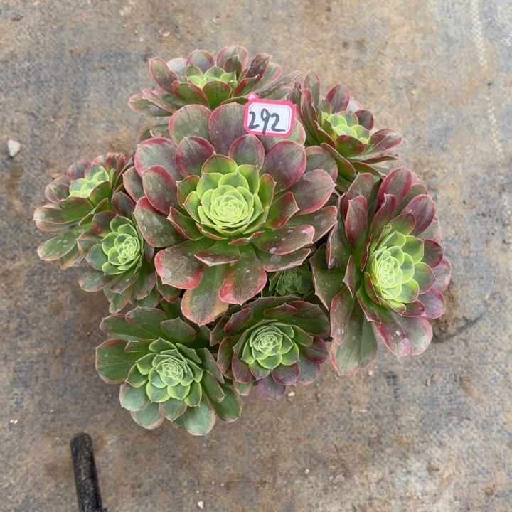 一物一拍万奶白292