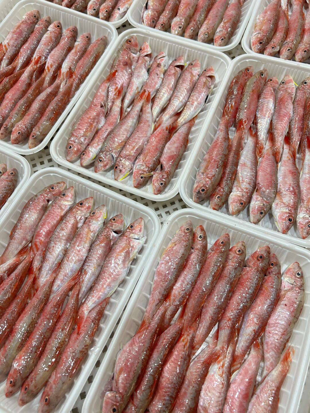 惠来县神泉本港正红鱼 顺丰冷链