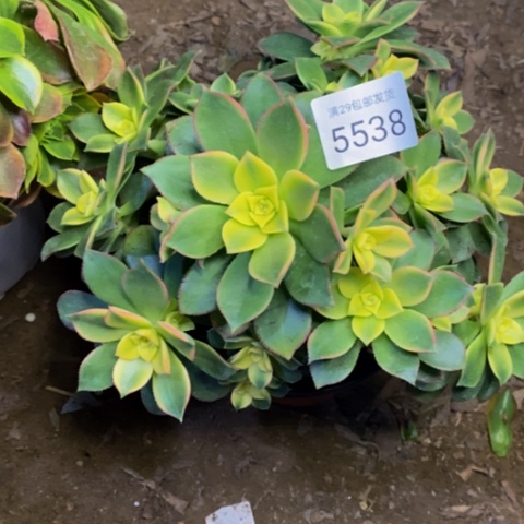 艳日辉多肉植物5538