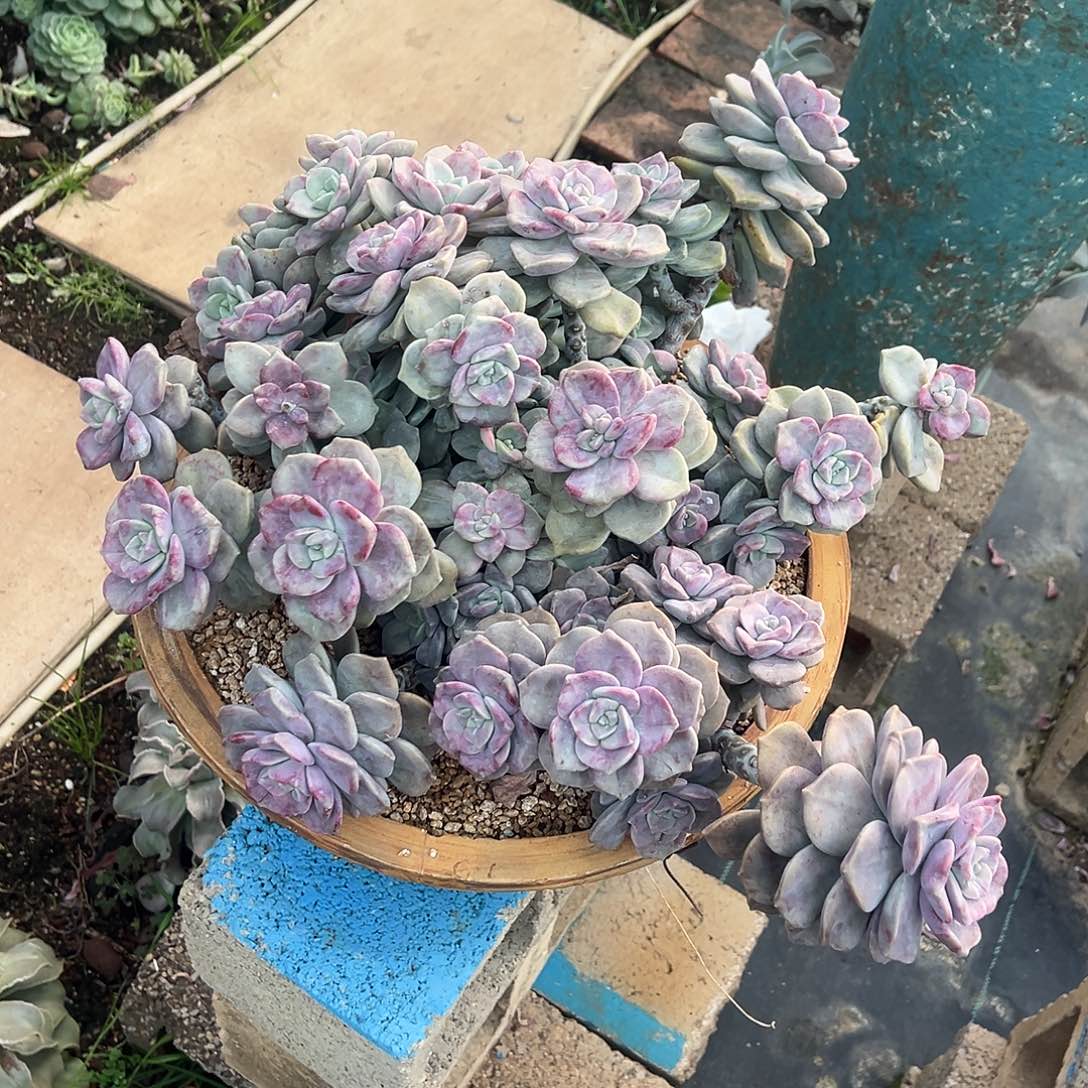 石化紫乐不包物流送小紫乐