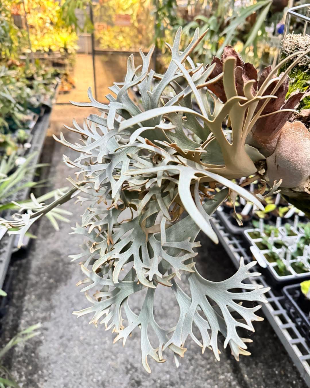 金童鹿角蕨/侏儒爪哇金童鹿角蕨/室内装饰墙挂/网红绿植