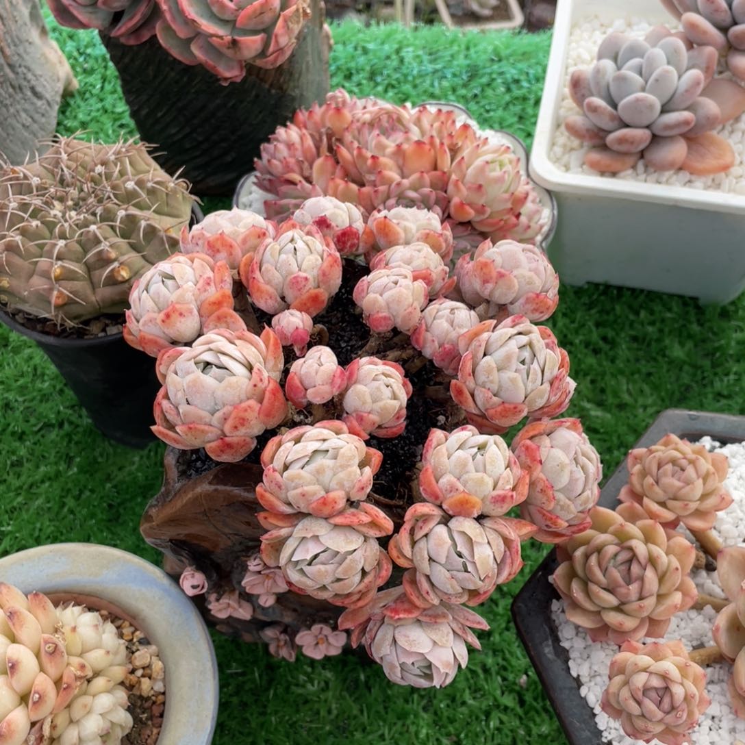 多肉植物盆栽多肉植物