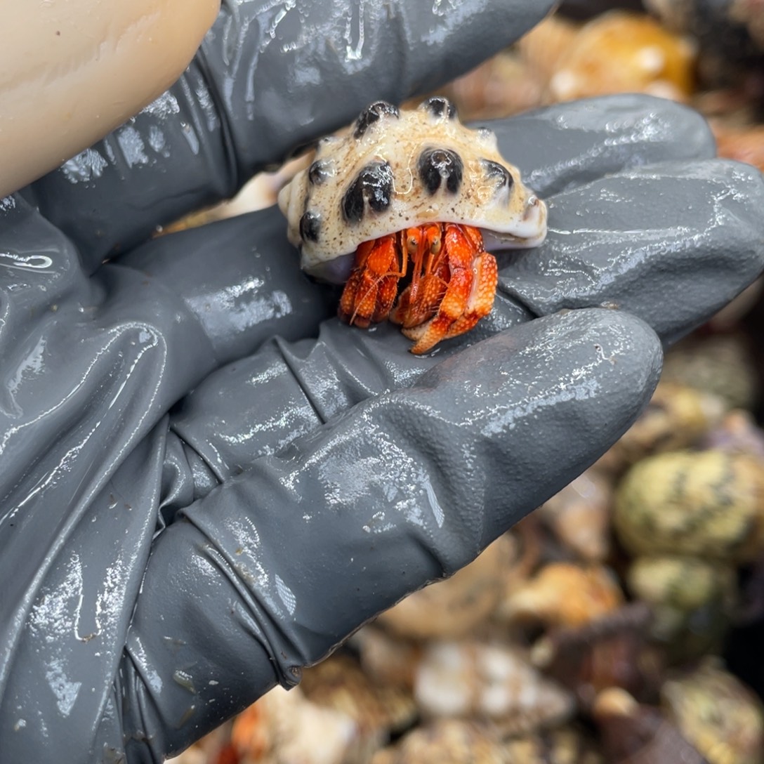 不退不换活体宠物125