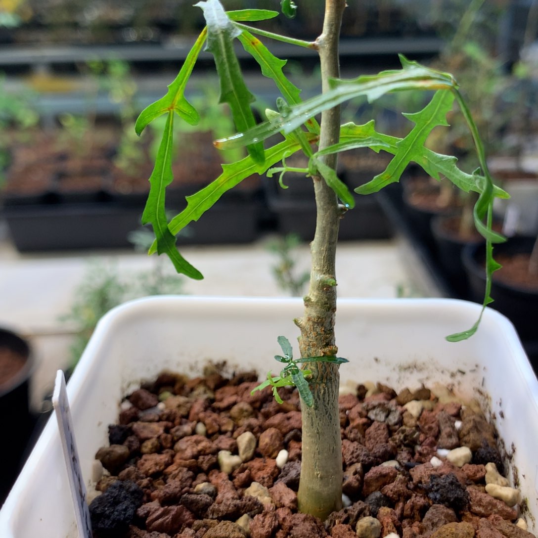 飞羽没药实生带盆