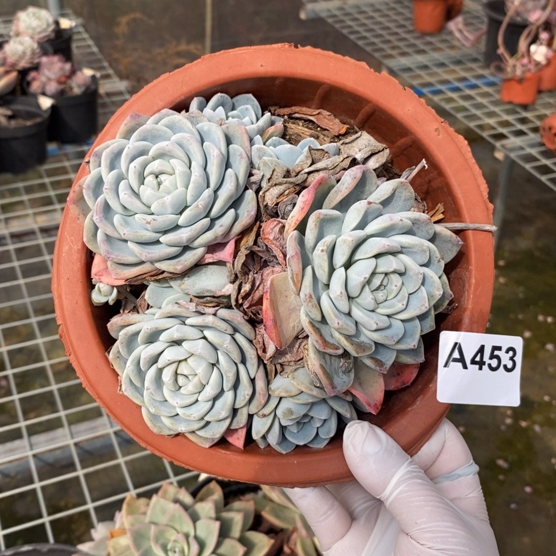 453冰玉多头一物一拍
