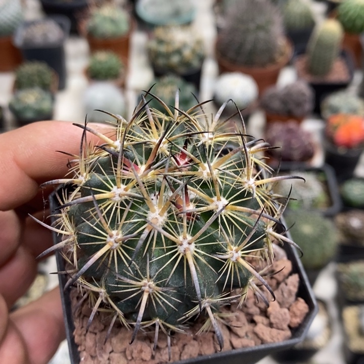 实生虎爪玉特价福利