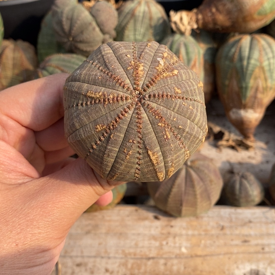 ****欧系实生布纹球多肉植物