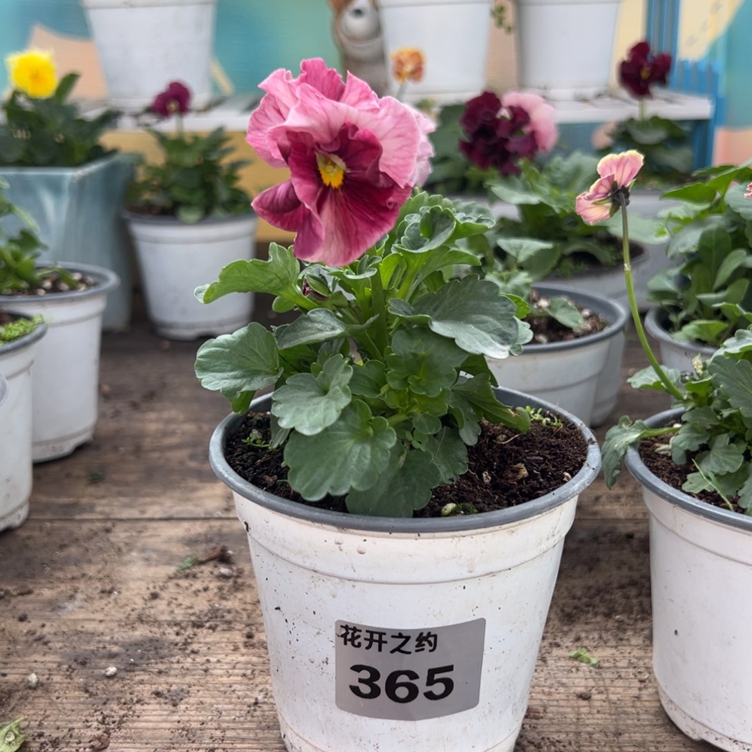 【闪购商品】完全开放365号