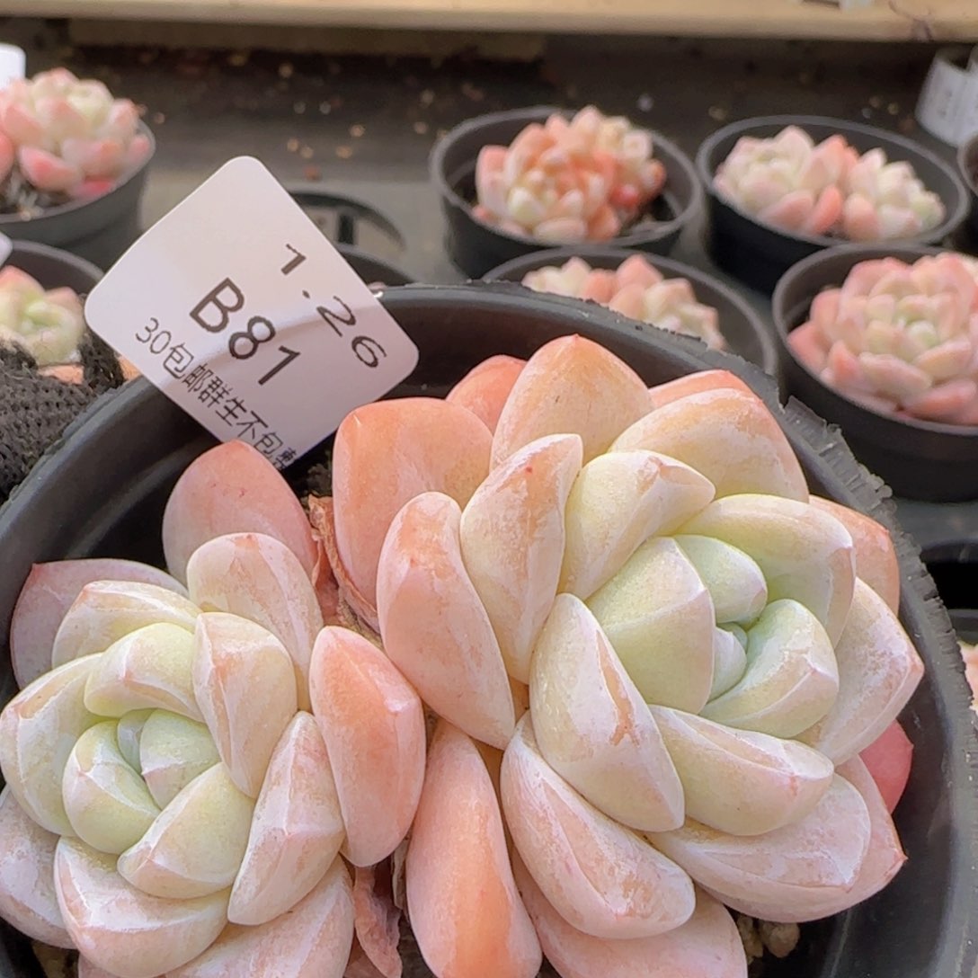 冰玉双头老桩一颗