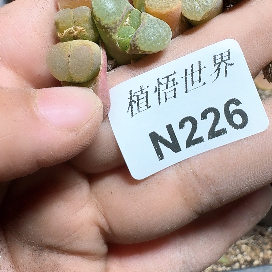 226号多肉植物哇f c