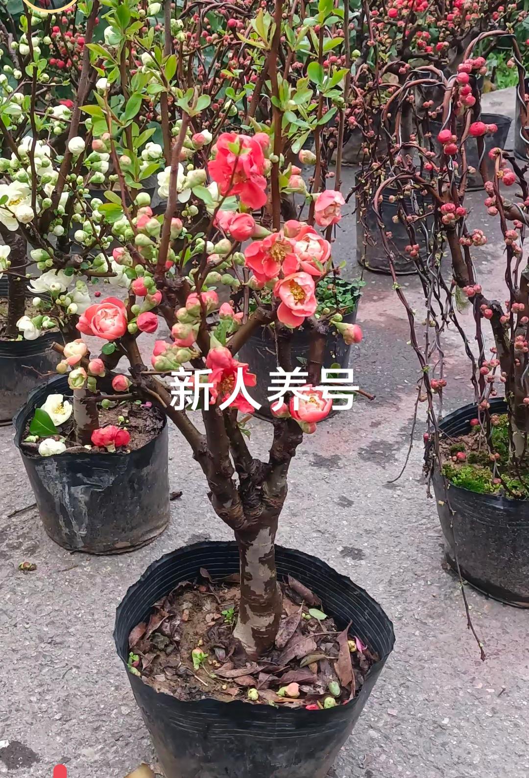 海棠花盆栽耐寒花卉四季开花适合阳台庭院种植