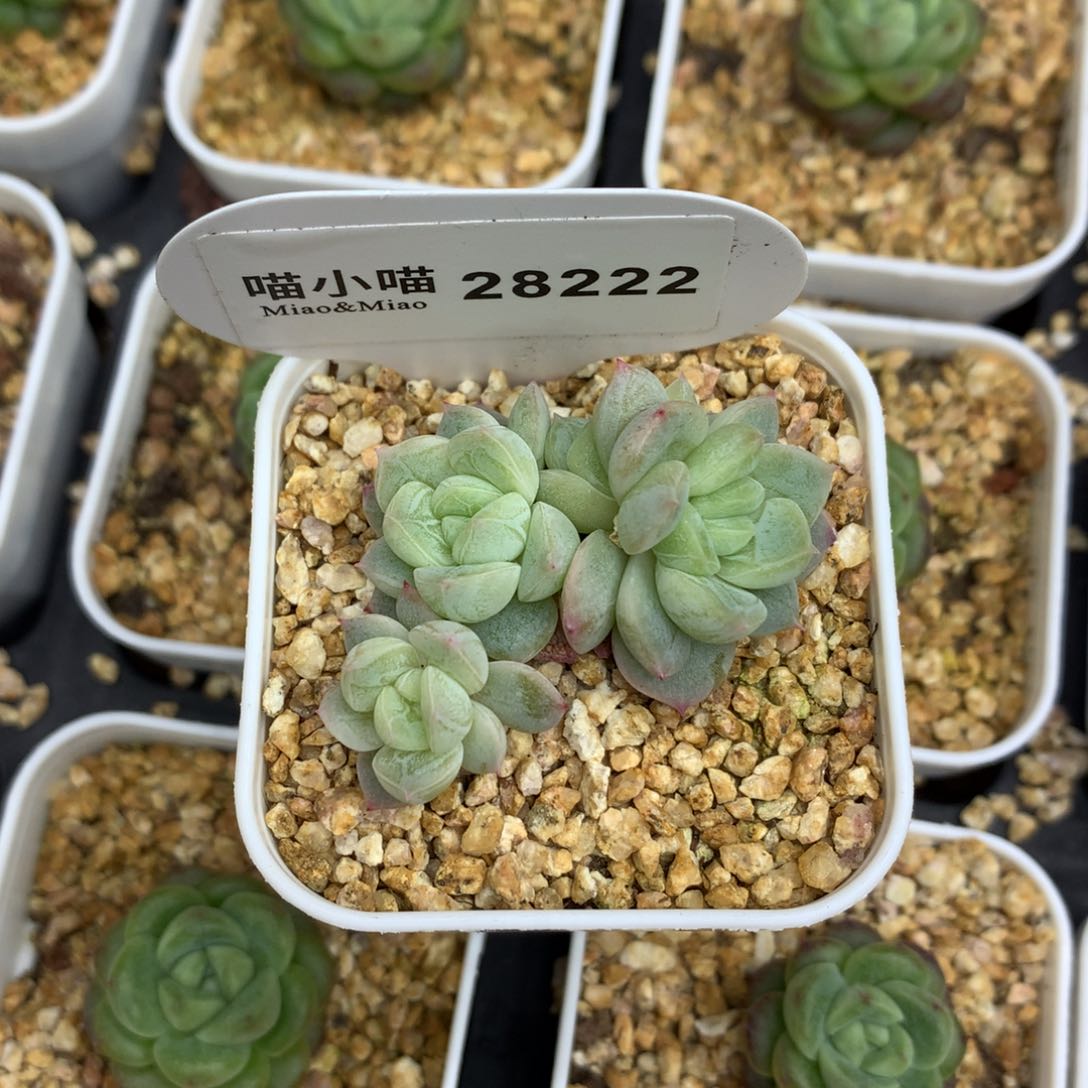 ?**柒多肉植物糖心珍妮