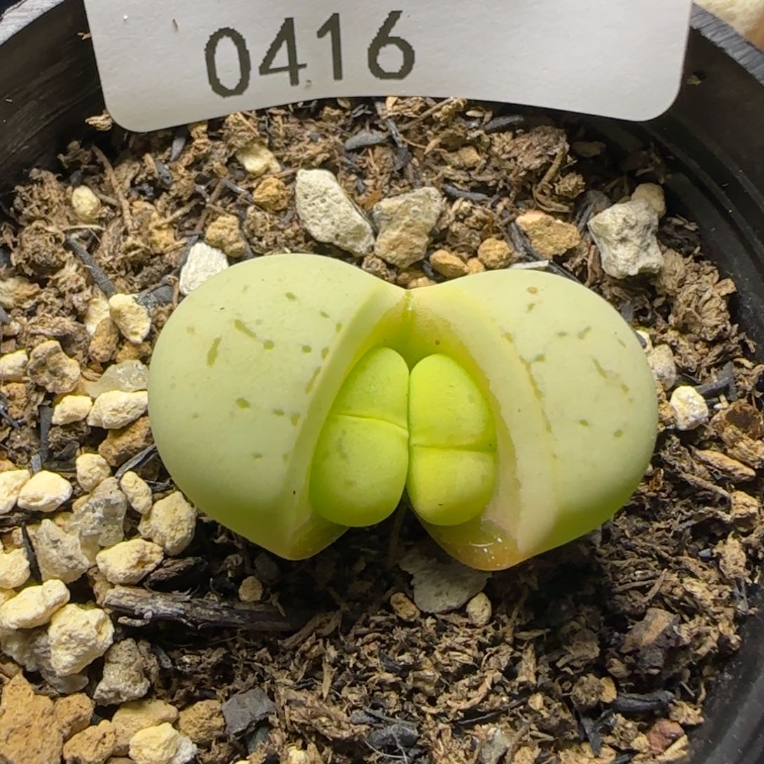 0416。默认脱土。18包邮。偏远88包邮