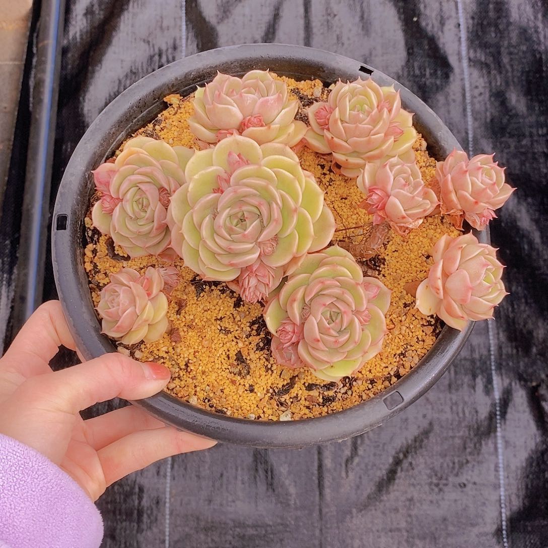 96多肉植物老桩11