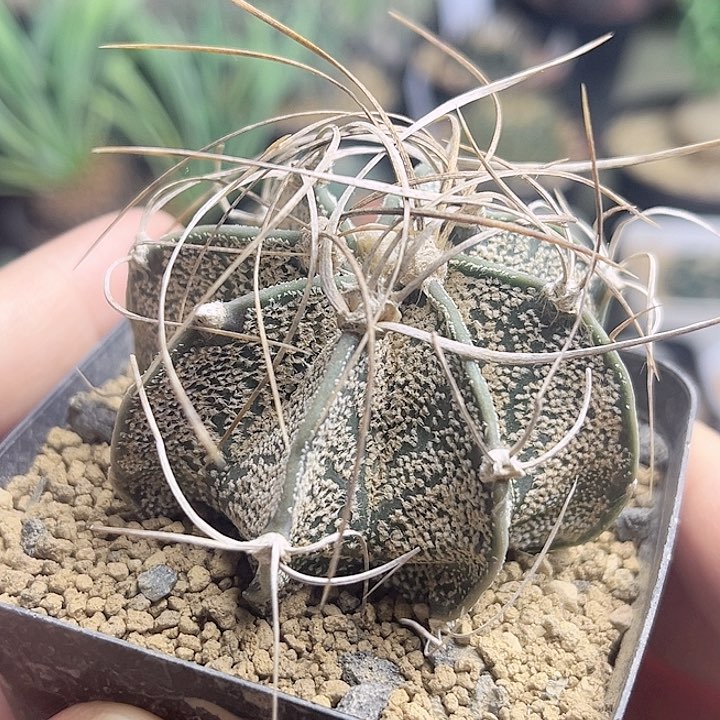 狂刺瑞凤玉5.7公分