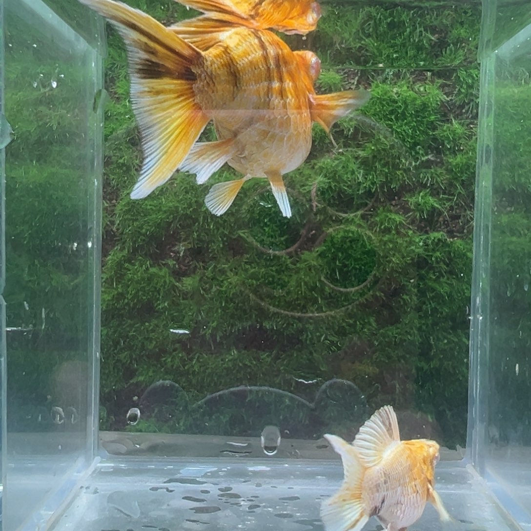 黑玛丽鱼金虎种鱼一对