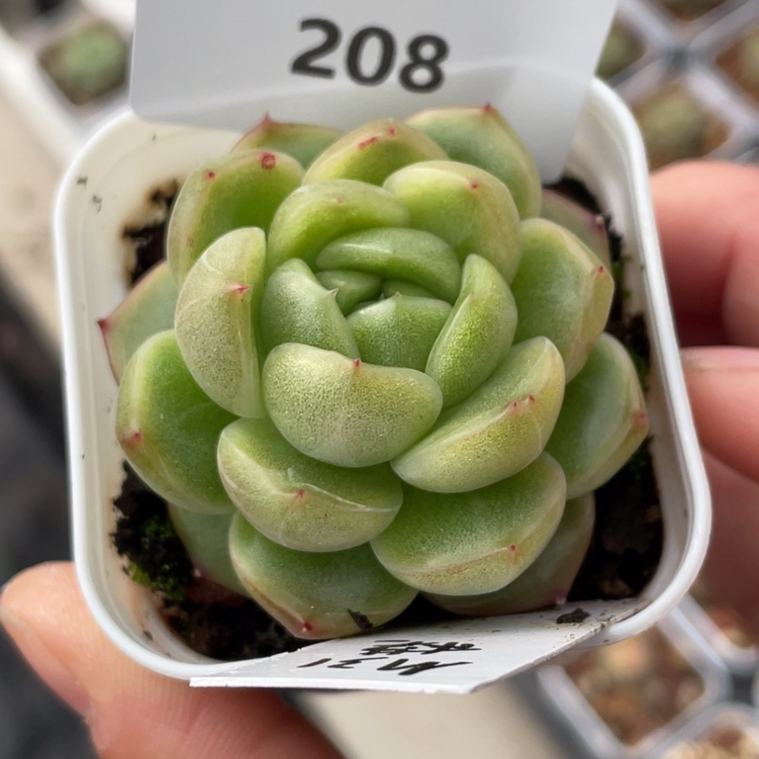 喵***喵208号糖心冰心珍妮 M31