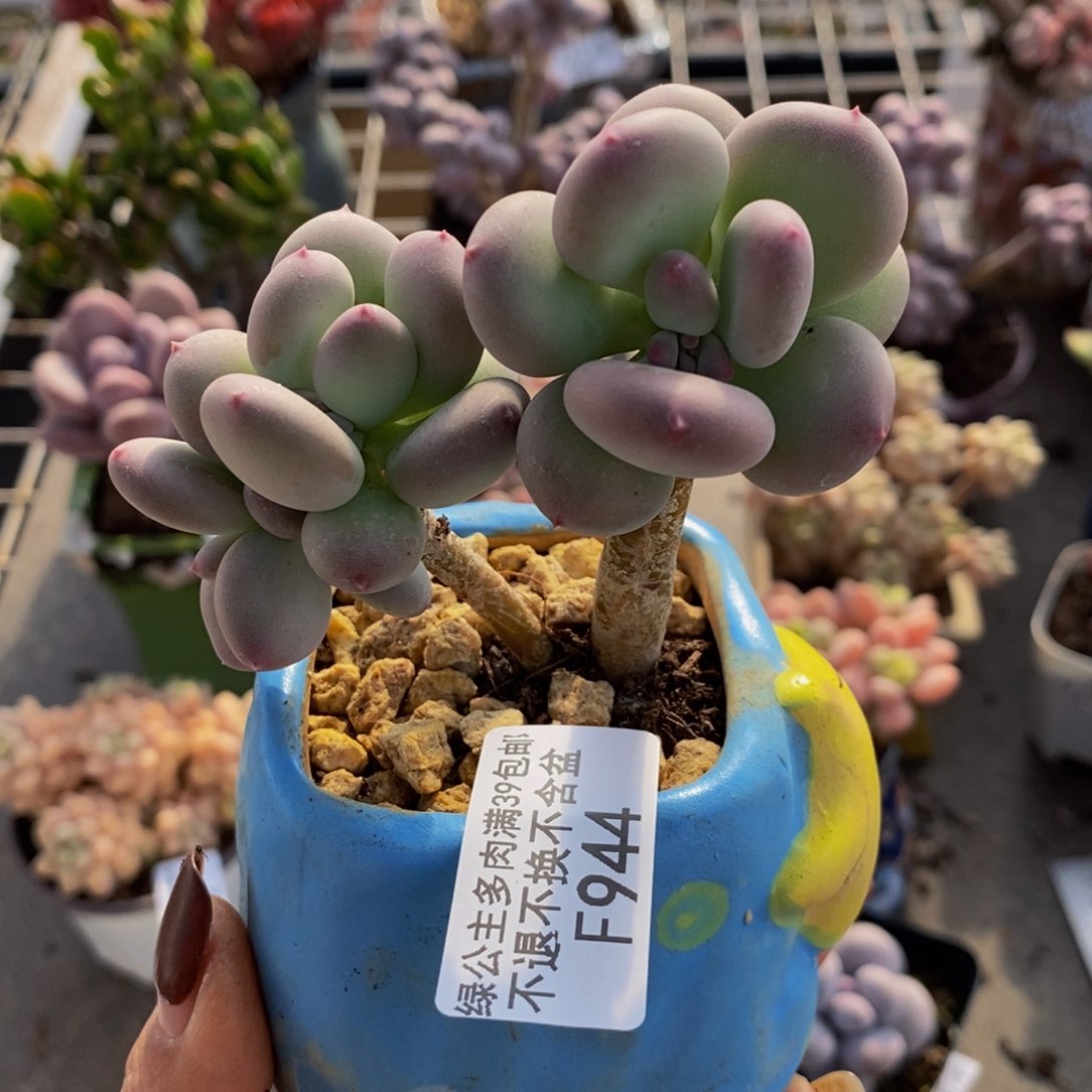 苹果奶944/7cm叶片发黄