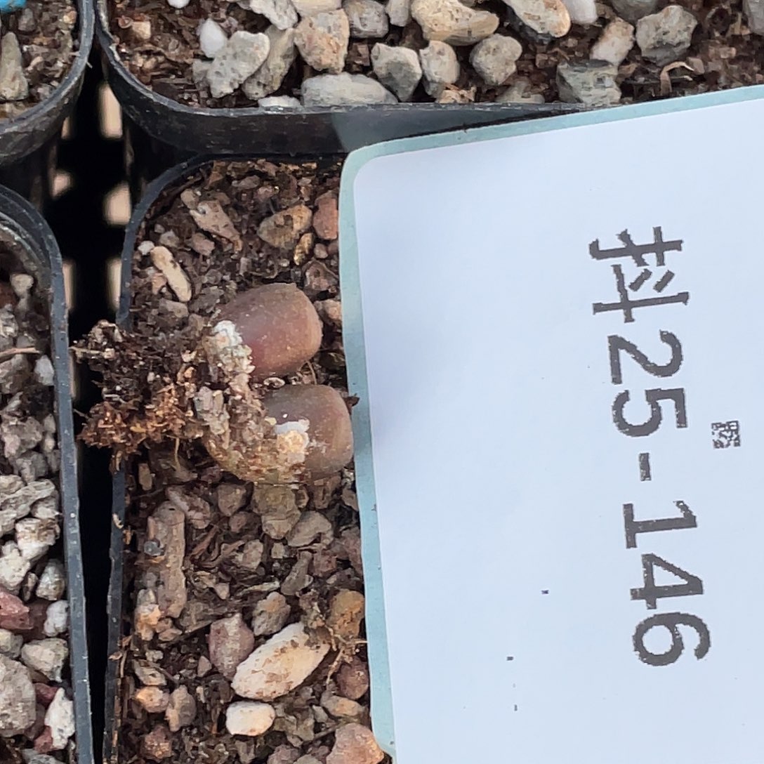 ****猩25-146肉锥多肉植物