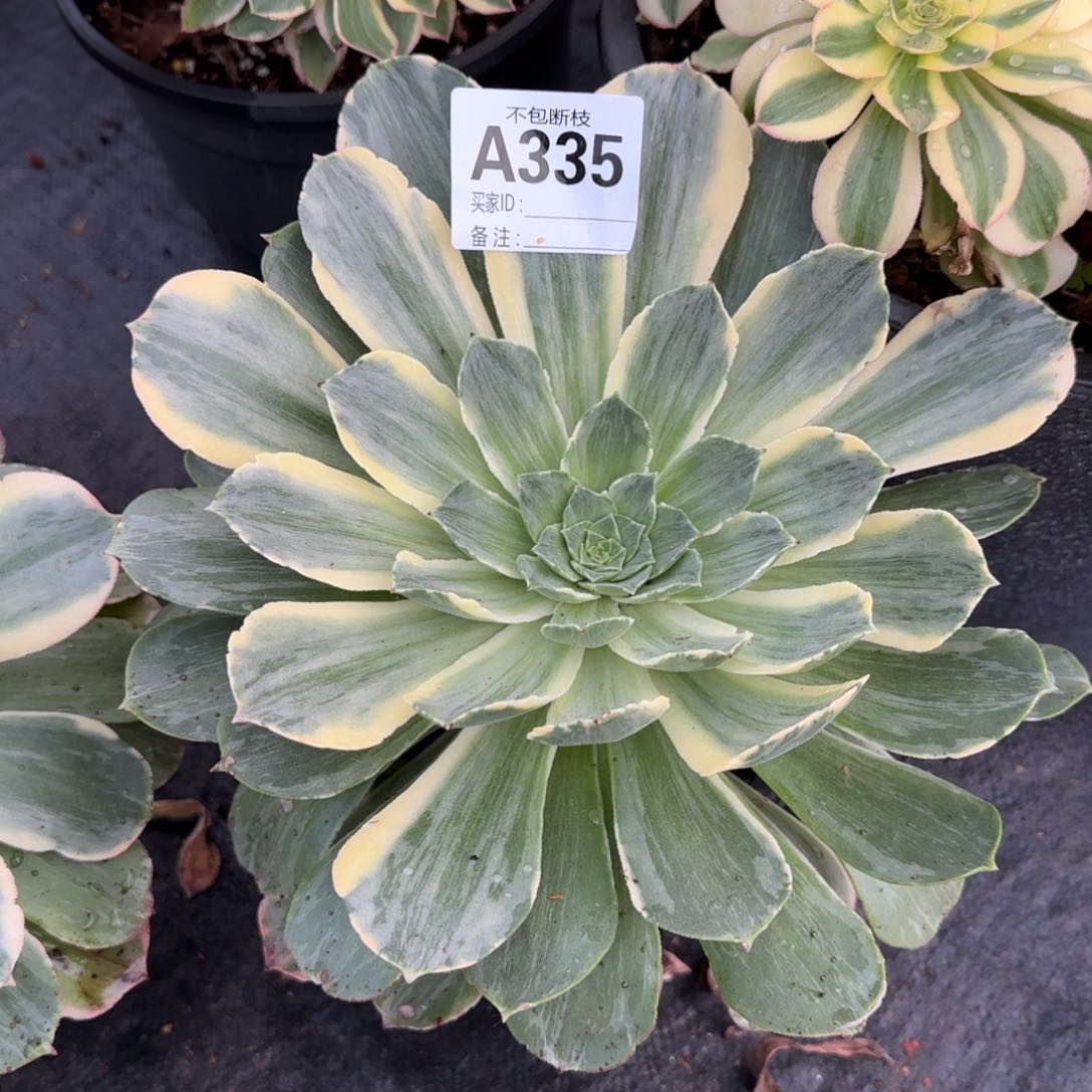 精品多肉植物335