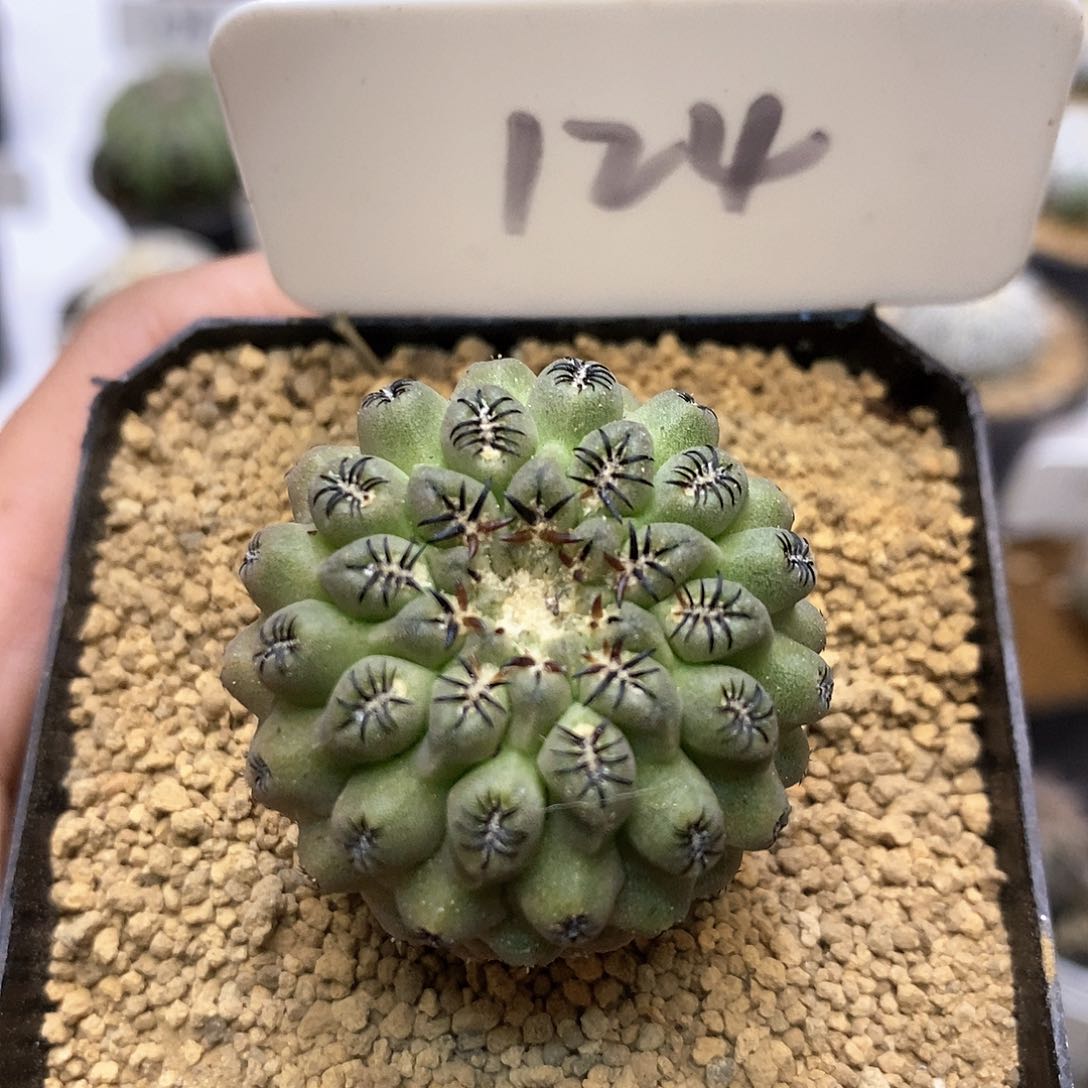 豹头福利特价来了来