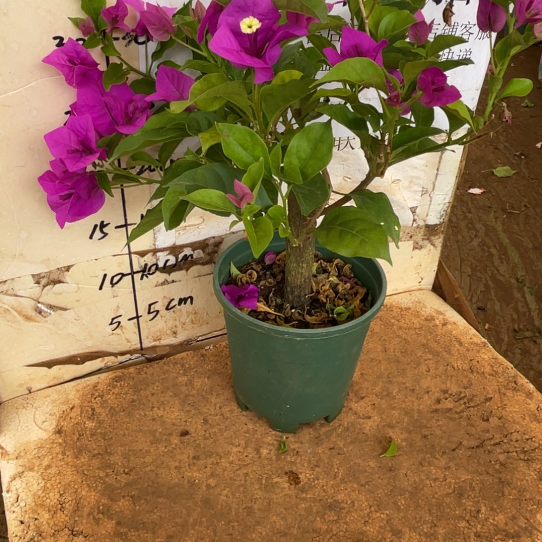 当前无花栽培后可以开花5h1