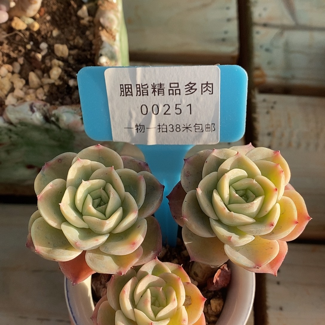 00251咯哦图咯哦哦哦哦
