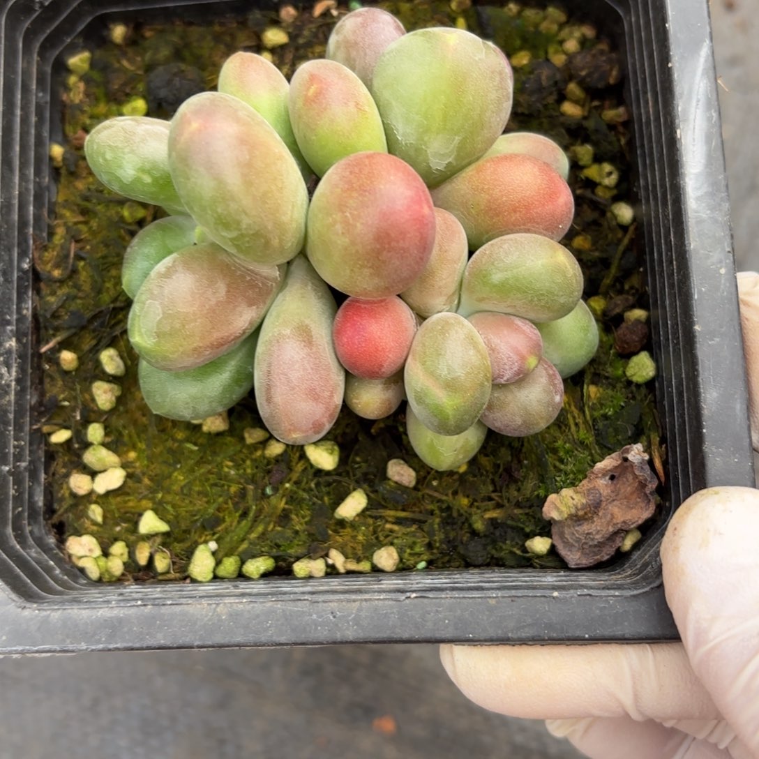 香***吗多肉植物杂交3头香克斯