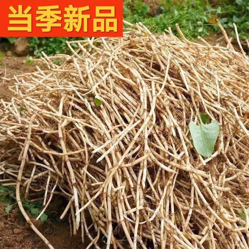 现挖带泥无叶新鲜折耳根嫩根湖北特产可凉拌蔬菜