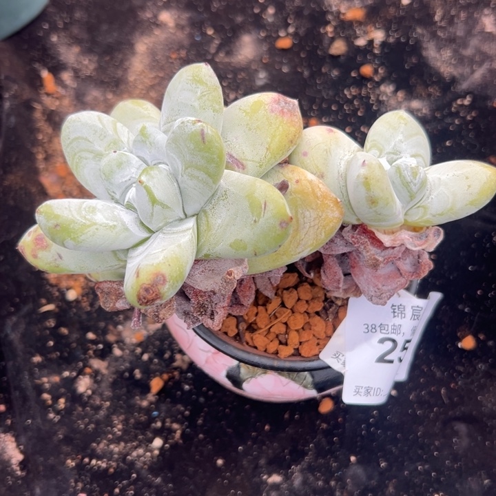 原产地拇指～一物一拍2543