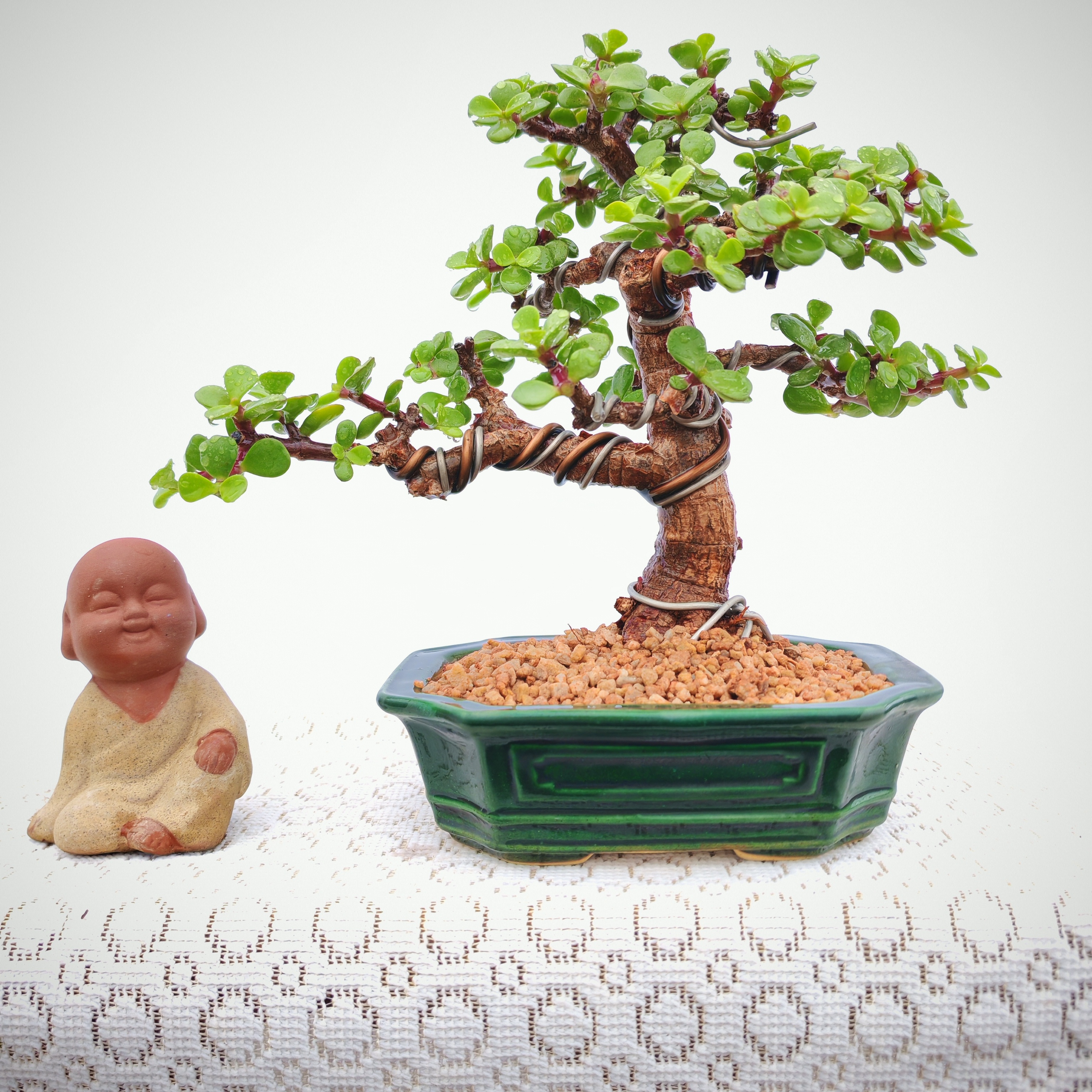 金枝玉叶七年小老桩盆景精致清秀室内外茶桌书房禅意桌面中式景观