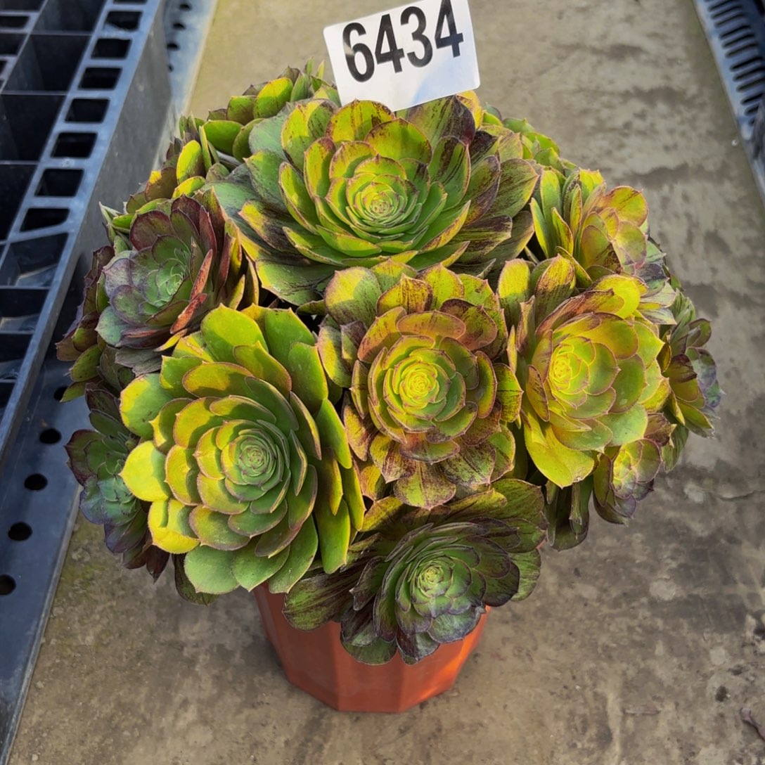 无花朵6434墨染111111