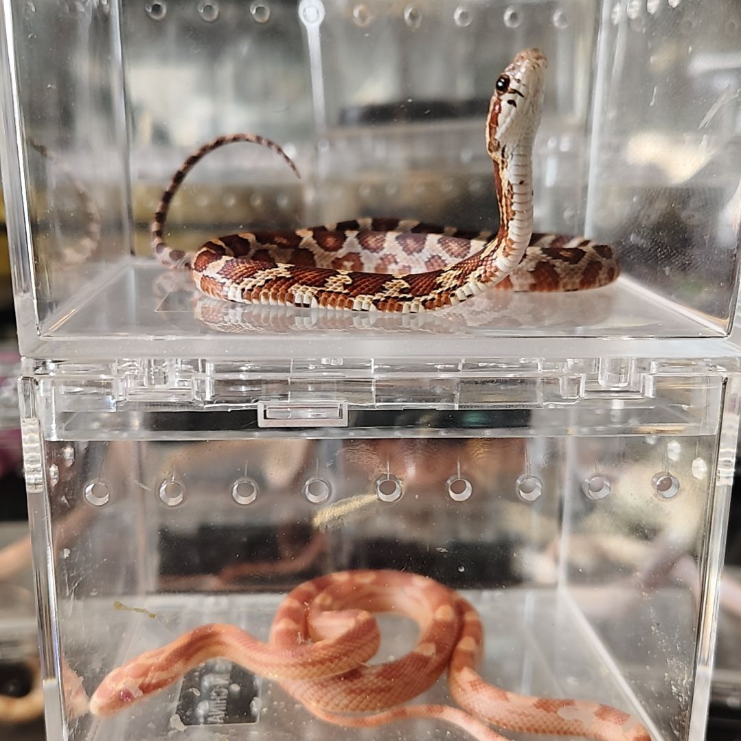 雨林蝎原色玉米可爱可爱