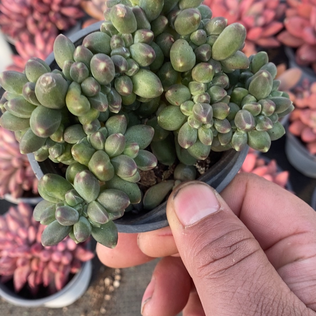 千代田缀化106589558898