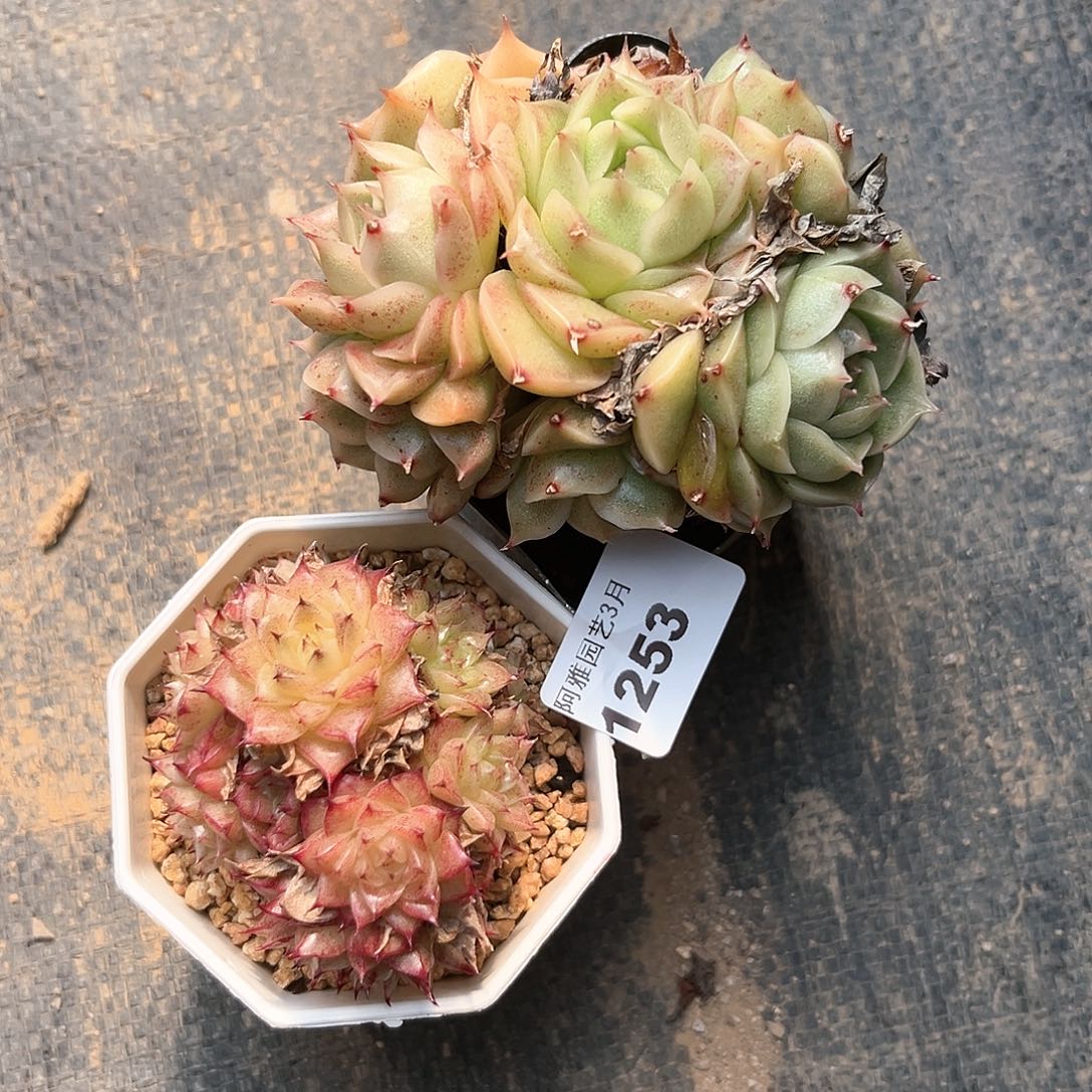 阿雅园艺。    1253