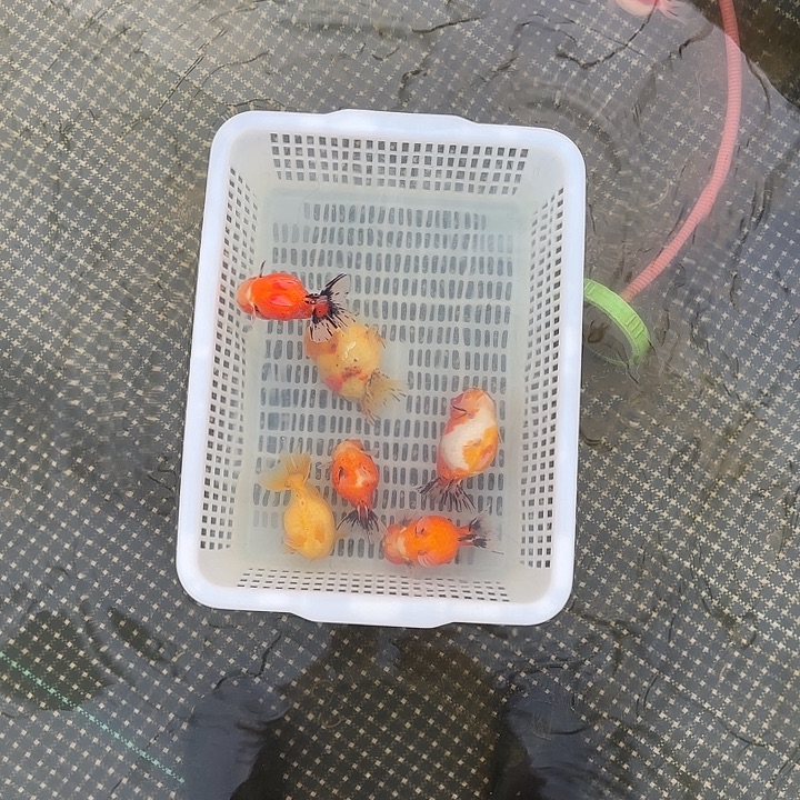 金鱼包邮6767282828