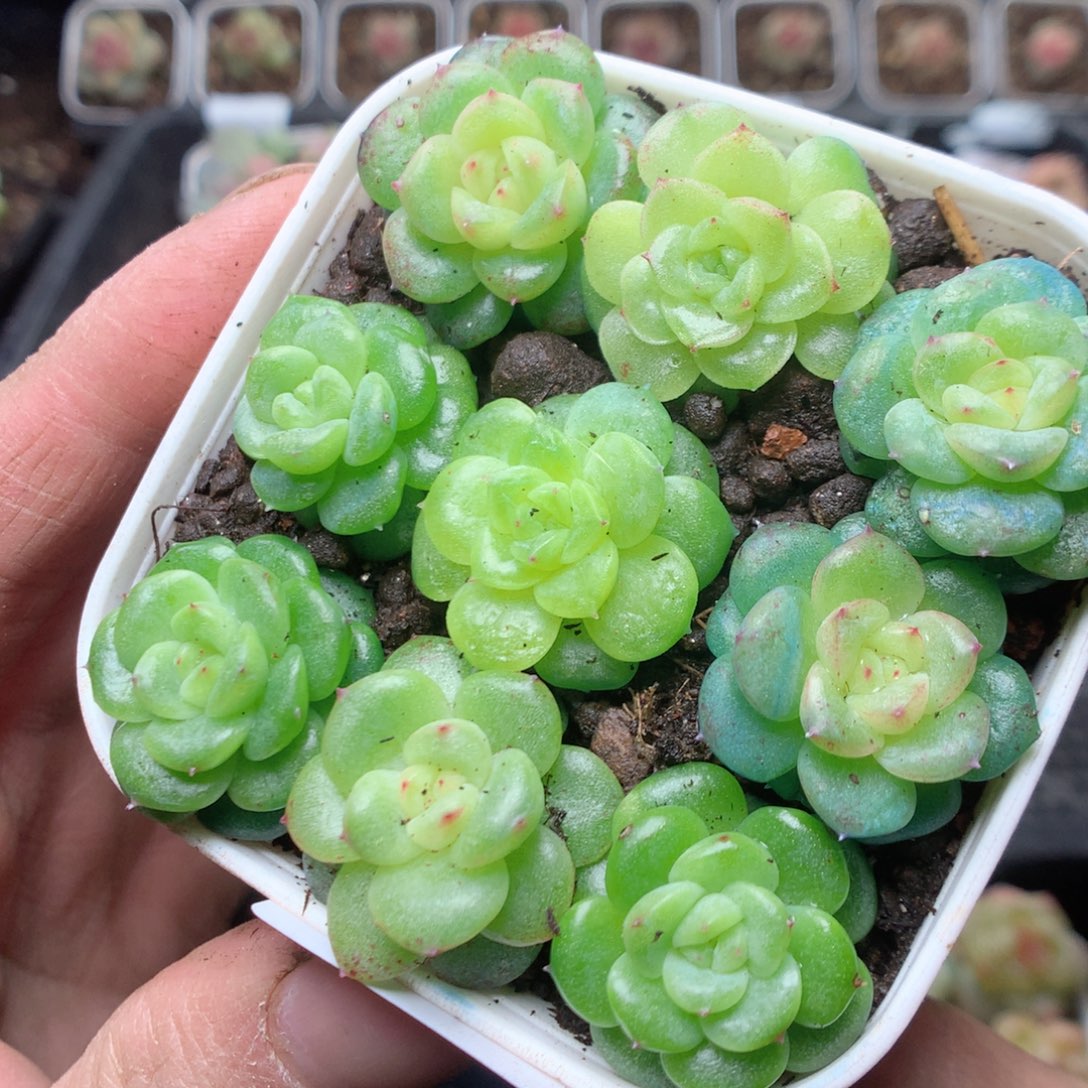 无花朵Q100yyyyyyu